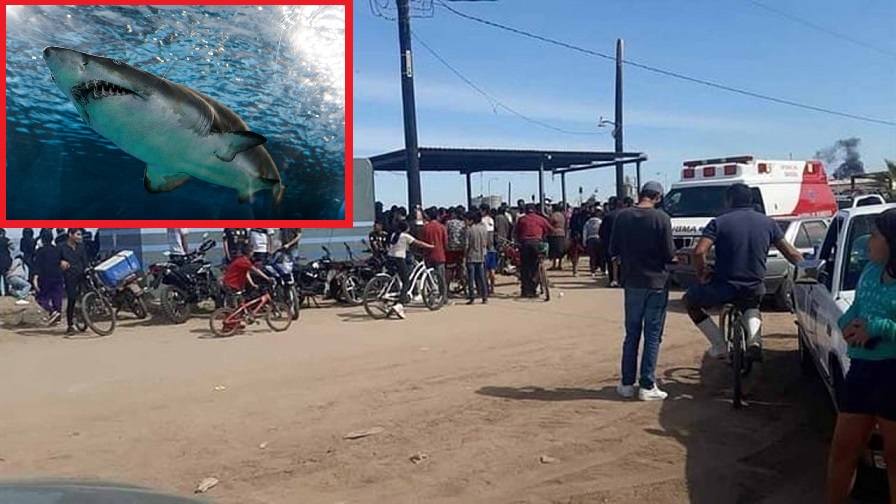 Muere pescador por ataque de tiburón