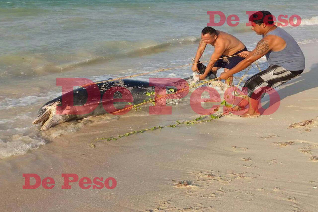 Hallan delfín muerto en mar de Yucatán