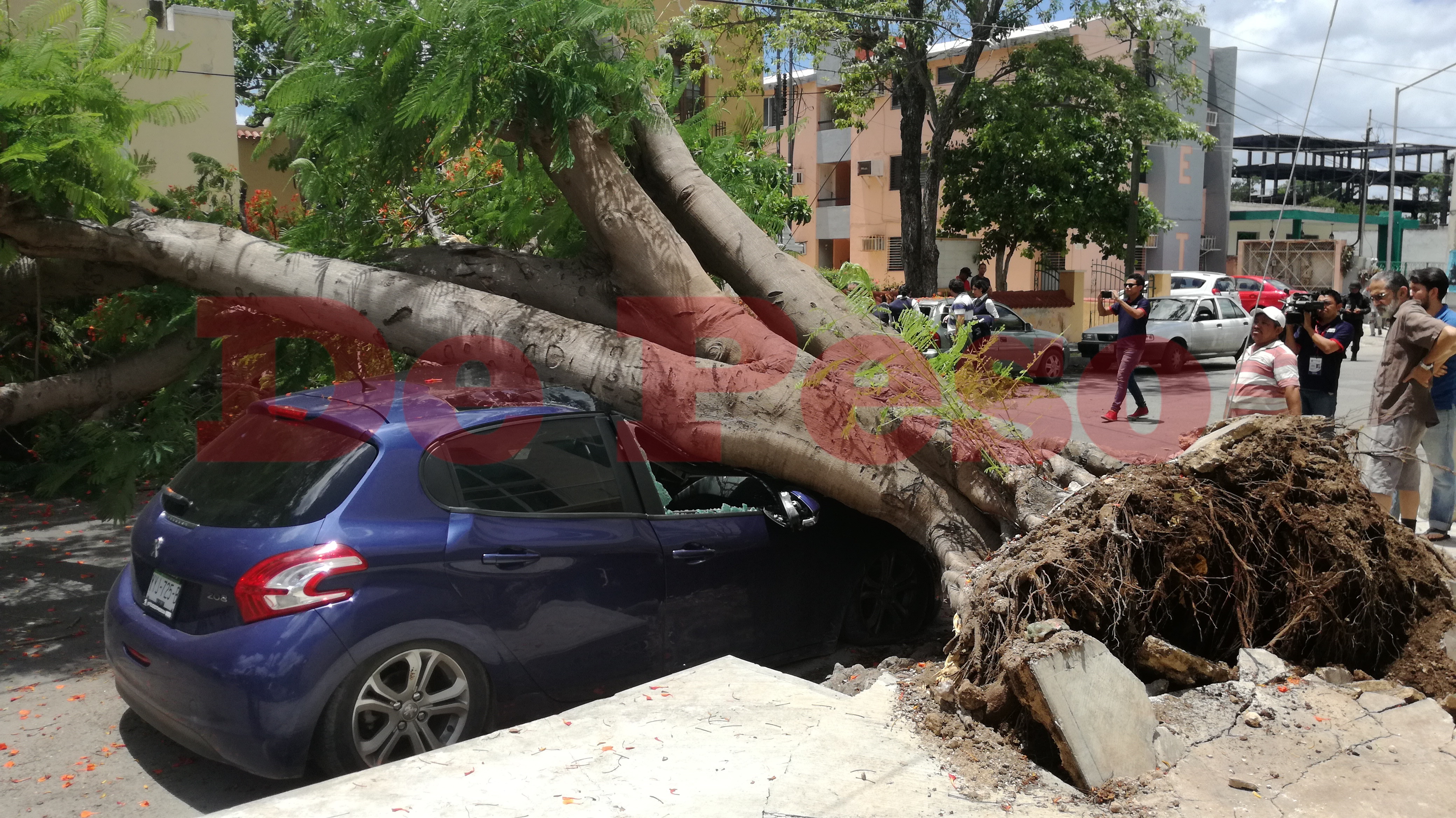 cae árbol de flamboyan sobre auto en colonia garcía ginerés