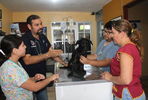 localizan a perrita pateada en Maraton en Yucatán