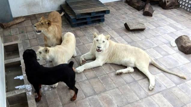 Quitan a empresario los ¡tres leones! que tenía como mascotas en su casa,  en la CdMx (video)