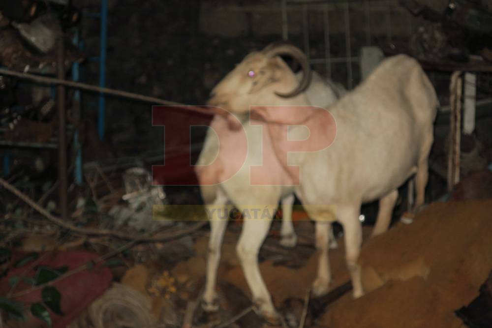 Ardió en llamas El Bosque de Hunucmá
