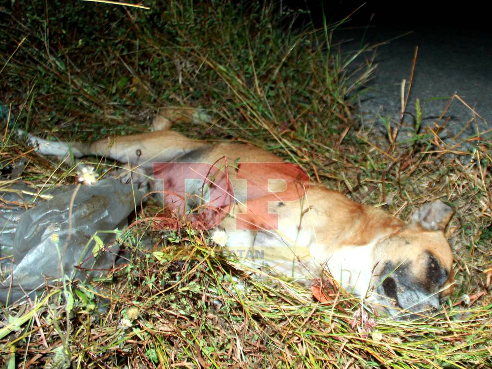 Derrapado y arrastrado en carretera por culpa de un perro