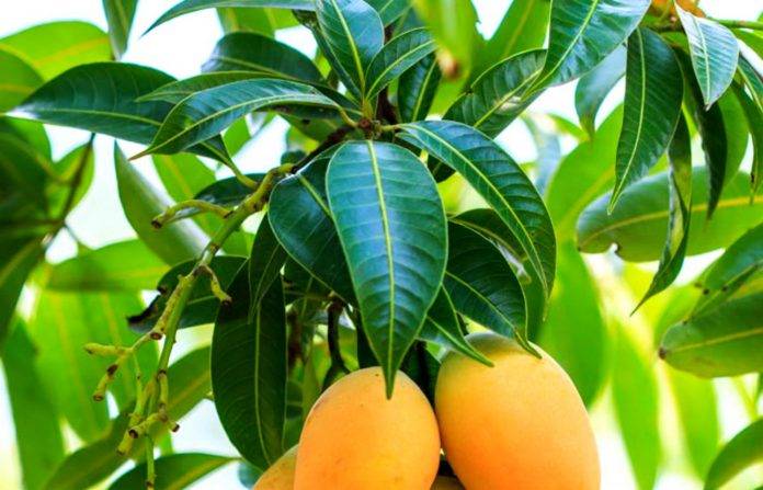 Hojas de mango para bajar de peso