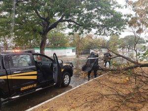 Elementos de la SSP auxilian en los reportes que hacen los ciudadanos este domingo por la caída de árboles 