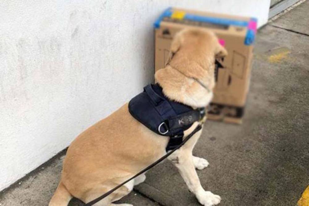 Perro policía encuentra mariguana oculta en un CPU