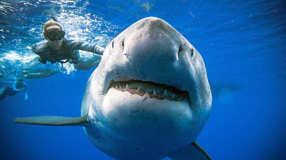 Logran fotografiar al tiburón más grande del mundo.