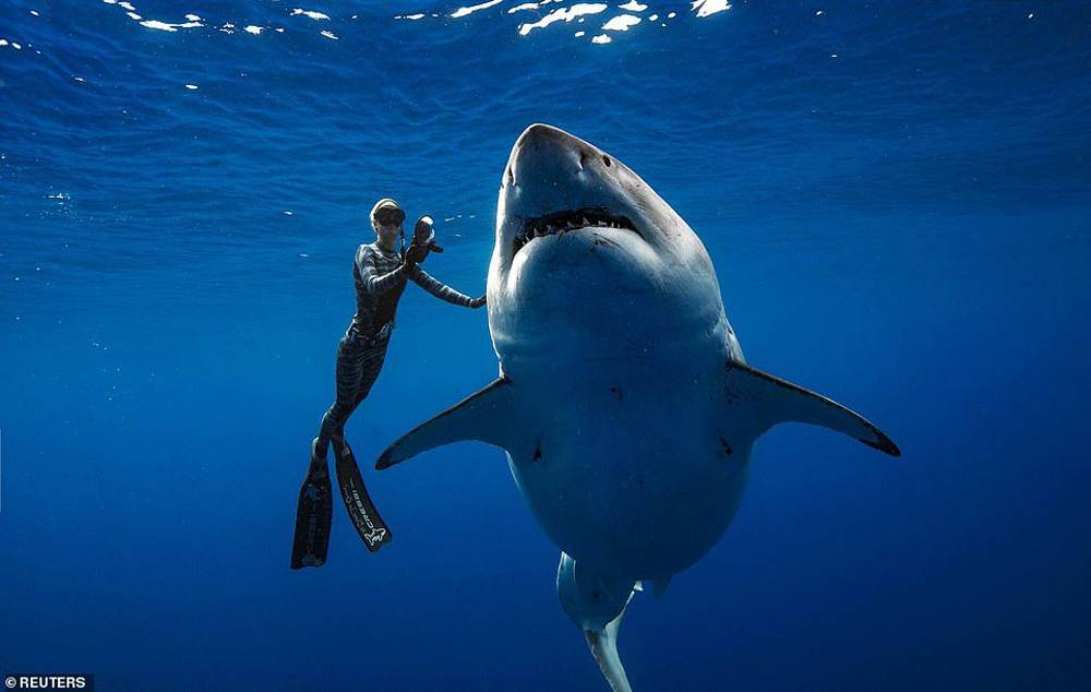 Logran fotografiar al tiburón más grande del mundo.