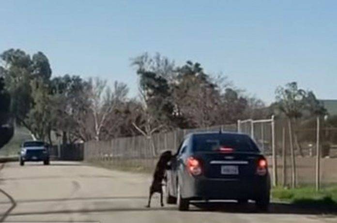 Abandona a su perro en carretera y hasta lo patea (video) Abandona a su perro en carretera y hasta lo patea (video)