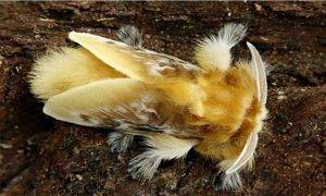 En caso de sufrir la picadura de este insecto hay que mantener la calma.