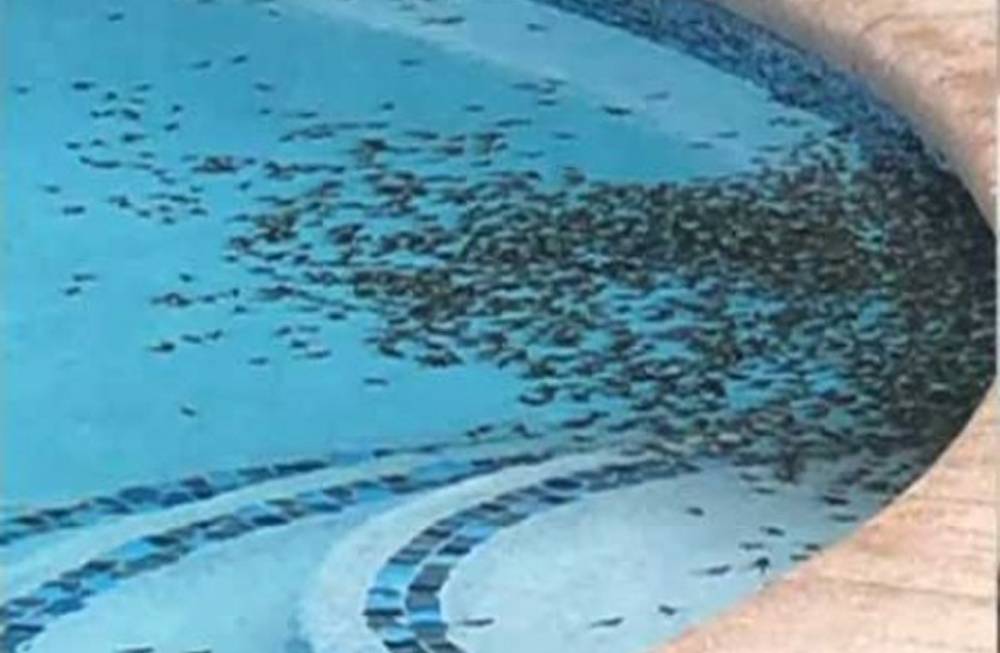 Plaga de sapos venenosos invade Florida