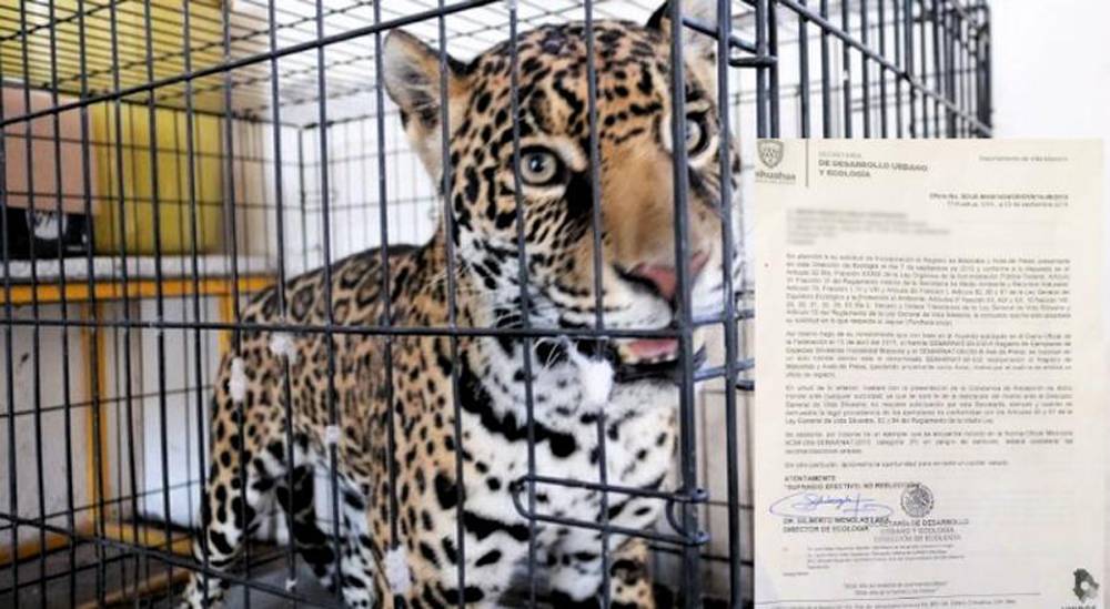 Se escapa jaguar que tenían de mascota y ataca a albañil