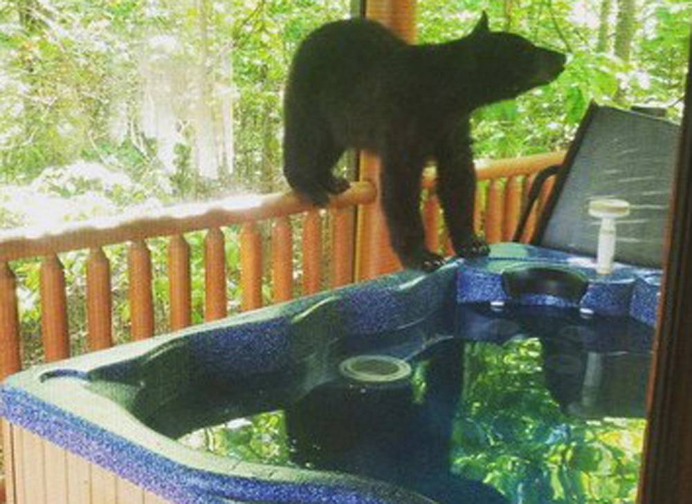 Descubren a osos chapoteando en su jacuzzi