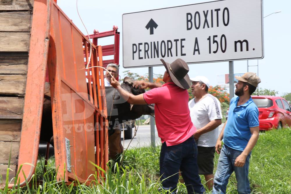 Relinchos de dolor y espanto en el Periférico de Mérida