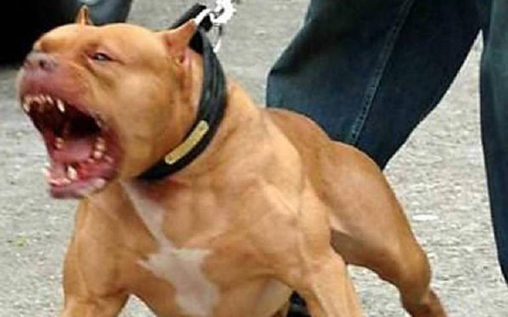 Peleas De Perros Pitbull Vs Pitbull A Muerte Pitbull ataca y mata a niño de 2 años; el perro fue asesinado de un balazo