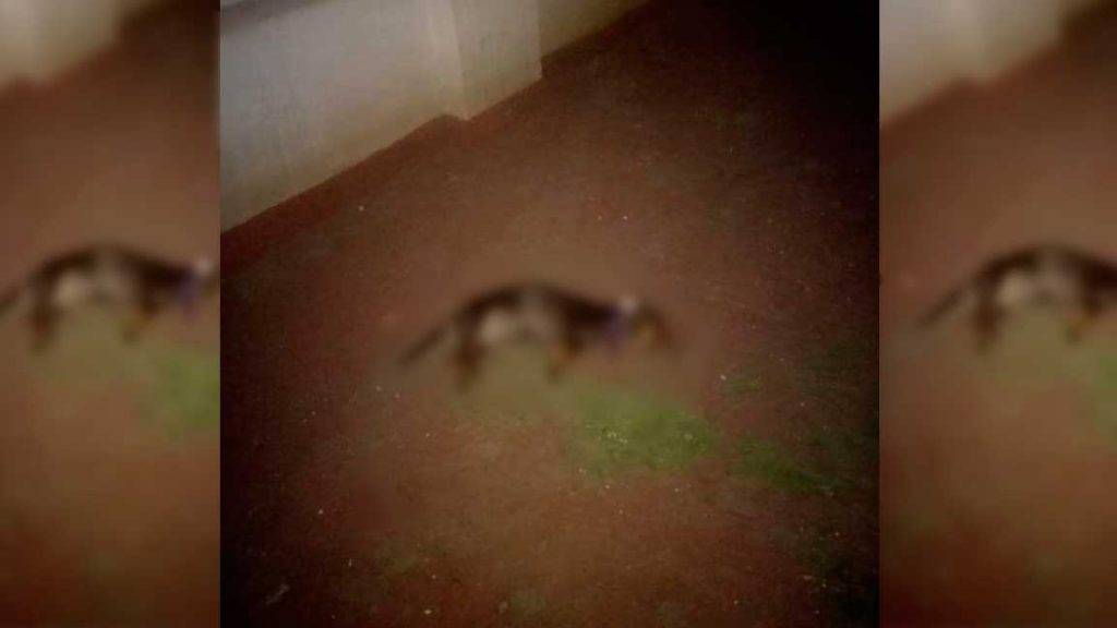 Quería hacer puré a un perrito salchicha - De Peso Yucatán