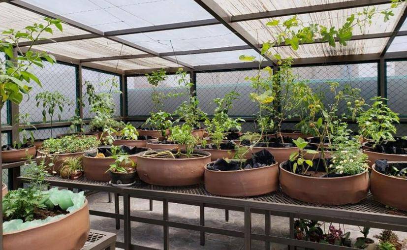 ¿Quieres tener un huerto en casa y no sabes cómo? Aprende con talleres