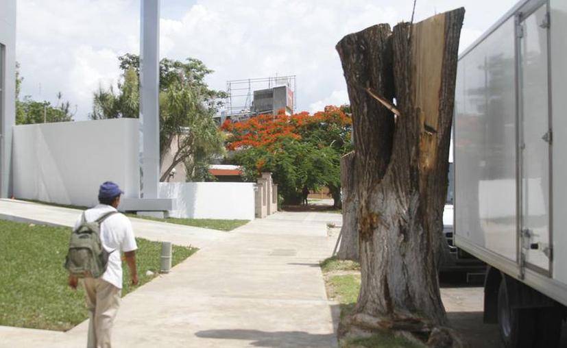 Nueva ley: hasta 2 años de cárcel por cortar árboles sin permiso - De Peso  Yucatán