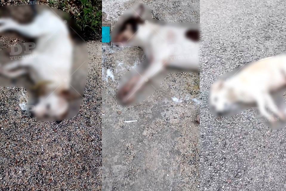 Indignación total por matanza de perros en Dzidzantún