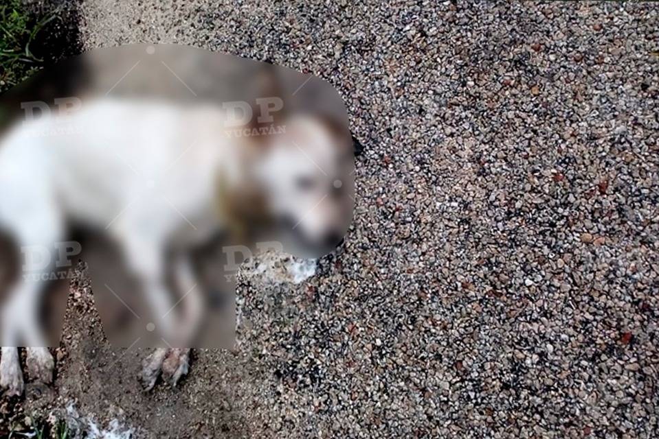 Vecinos de Dzidzantún denunciaron la muerte colectiva de seis perros