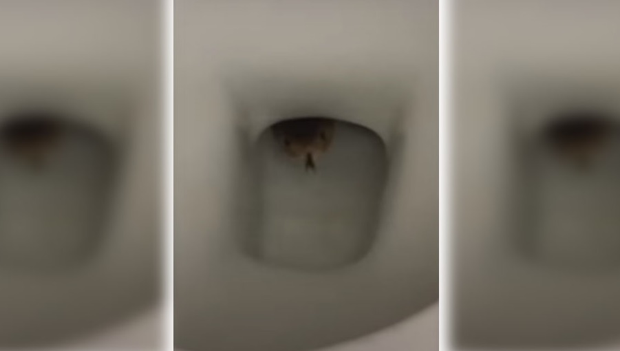 Y al jalar la cadena del inodoro... ¡halló una cobra en su baño! (video)