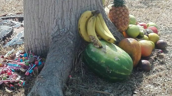 El nuevo caso de la sandía hallada cerca del centro de Mérida, con numerosos alfileres y clavos, recuerda al de unas frutas y otros objetos hallados junto a un árbol, en el Aquaparque del fraccionamiento Vergel.